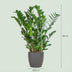 Zamioculcas Zamiifolia ZZ Plant in Grey Eco Pot 80cm Bild 2