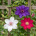 6x Clematis Tricolour - Dreifarben-Waldrebe - Lila - Rosa - Weiß - Kletterpflanze - Ø9cm - ↕35cm Bild 3
