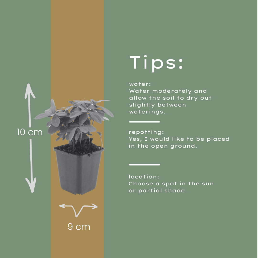 12x Immergrüne Wolfsmilch 'Robbiae' (10-25cm, Ø9cm)