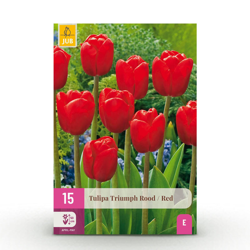 GreenboutiQ Triumph Tulpen 'Red' – 15 Stück, XXL, winterhart, rot