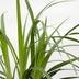 3x Carex morrowii 'Irish Green' - Ziergras, ca. 30cm, Ø14cm Topf Bild 5