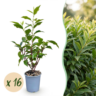 Green boutiQ - 16x Prunus lusitanica Angustifolia - Portugiesischer Lorbeer - Heckenpflanzen - Immergrün - Grün - Topf 9cm - Höhe 25-35cm