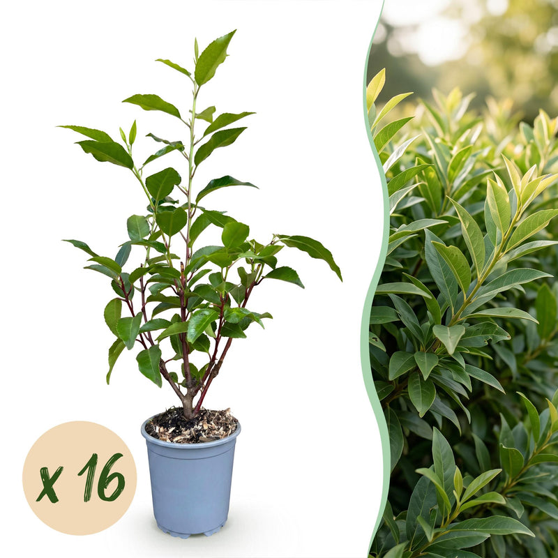 Green boutiQ - 16x Prunus lusitanica Angustifolia - Portugiesischer Lorbeer - Heckenpflanzen - Immergrün - Grün - Topf 9cm - Höhe 25-35cm