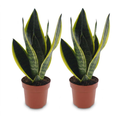 Green boutiQ - Sansevieria Future Superb - Bogenhanf - 2 Pflanzen - Topf 12cm - Höhe - 35cm