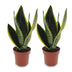 Green boutiQ - Sansevieria Future Superb - Bogenhanf - 2 Pflanzen - Topf 12cm - Höhe - 35cm Bild 2