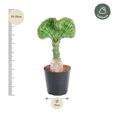 Euphorbia lactea Cristata 'Korallen-Kaktus' - 30cm, Ø10,5