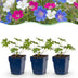 Green boutiQ - Perennial - Geranium Tricolour - Crane's Bill - Ground Cover - Purple - Pink - White - 6 Plants - Pot 11cm - Height 15-25cm Bild 2