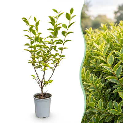 Green boutiQ - 16x Ligustrum ovalifolium Aureum - Buntblättriger Liguster - Heckenpflanzen - Immergrün - Bunt - Topf 9cm - Höhe 35-45cm