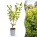 Green boutiQ - 16x Ligustrum ovalifolium Aureum - Buntblättriger Liguster - Heckenpflanzen - Immergrün - Bunt - Topf 9cm - Höhe 35-45cm Bild 2