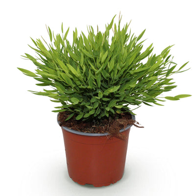 Green boutiQ Bamusa Pogonatherum Monica Bambusgras Topf 12cm