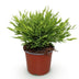 Green boutiQ Bamusa Pogonatherum Monica Bambusgras Topf 12cm Bild 2