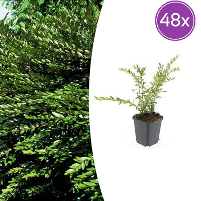 48x Lonicera pileata 'Purple Pearl' - ↕10-25cm - Ø9cm