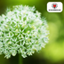 Allium White Giant (5 Stück) – Weiße Riesen-Zwiebelblumen Bild 3