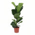 Ficus Lyrata Geigenfeige im Ø17cm Topf, ca. 60cm hoch Bild 1