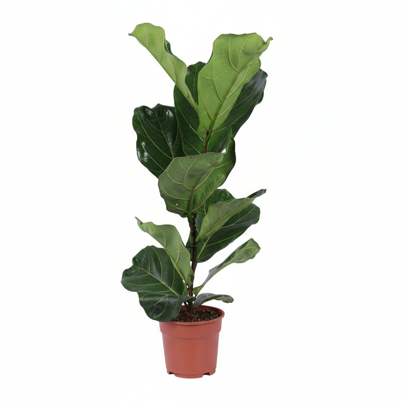 Ficus Lyrata Geigenfeige im Ø17cm Topf, ca. 60cm hoch