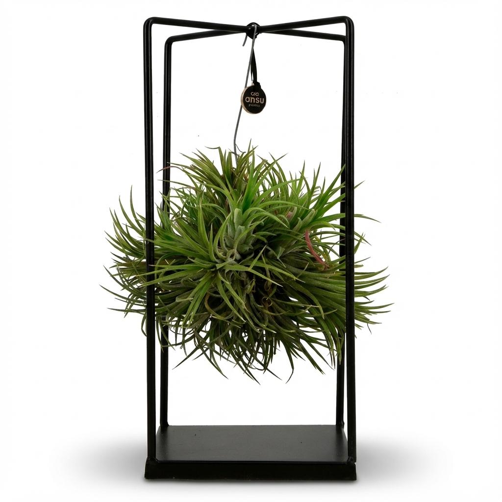 Dracaena surculosa
