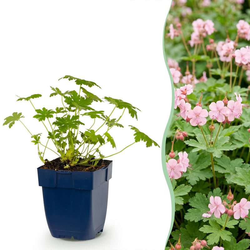 Stauden - Storchschnabel 'Ingwersen's Variety' - Bodendecker, hellrosa