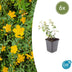 6x Hypericum dummeri 'Peter Dummer' - ↕10-25cm - Ø9cm Bild 1