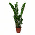 Zamioculcas Zamiifolia (ZZ-Pflanze) - Ø14cm - ↕50cm Bild 1