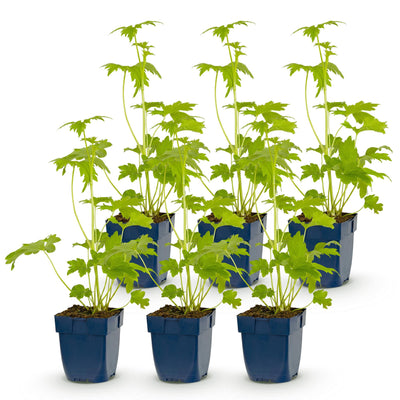 Green boutiQ - Perennial - Delphinium (P) Blue Bird - Larkspur - Bee and Butterfly Attractants - Blue - 6 Plants - Pot 11cm - Height 15-25cm