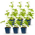 Green boutiQ - Perennial - Delphinium (P) Blue Bird - Larkspur - Bee and Butterfly Attractants - Blue - 6 Plants - Pot 11cm - Height 15-25cm Bild 2