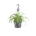 Spider Plant 'Bonnie' (Chlorophytum comosum) in a 17cm pot, 35cm tall Bild 1