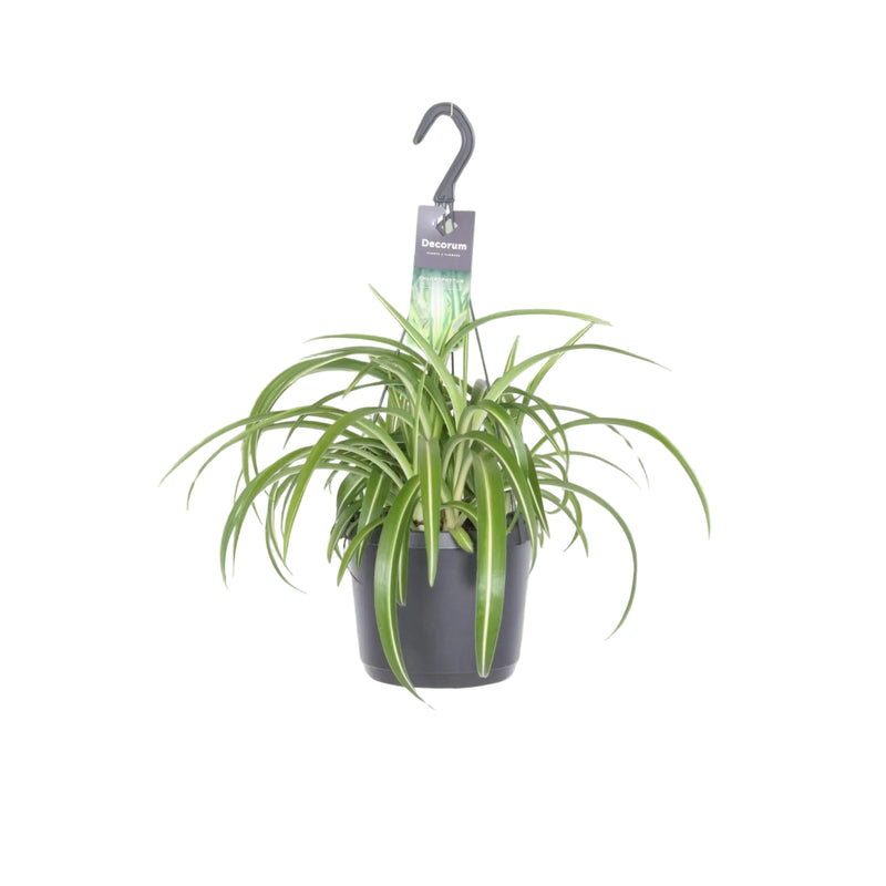 Spider Plant 'Bonnie' (Chlorophytum comosum) in a 17cm pot, 35cm tall