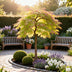 Acer palmatum 'Little Princess' - 3x Zwerg-Ahorn, 35cm, pflegeleicht Bild 5