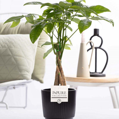 Pachira Aquatica im P&PURE Keramiktopf – Glückskastanie Ø 12 cm