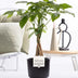 Pachira Aquatica im P&PURE Keramiktopf – Glückskastanie Ø 12 cm Bild 2