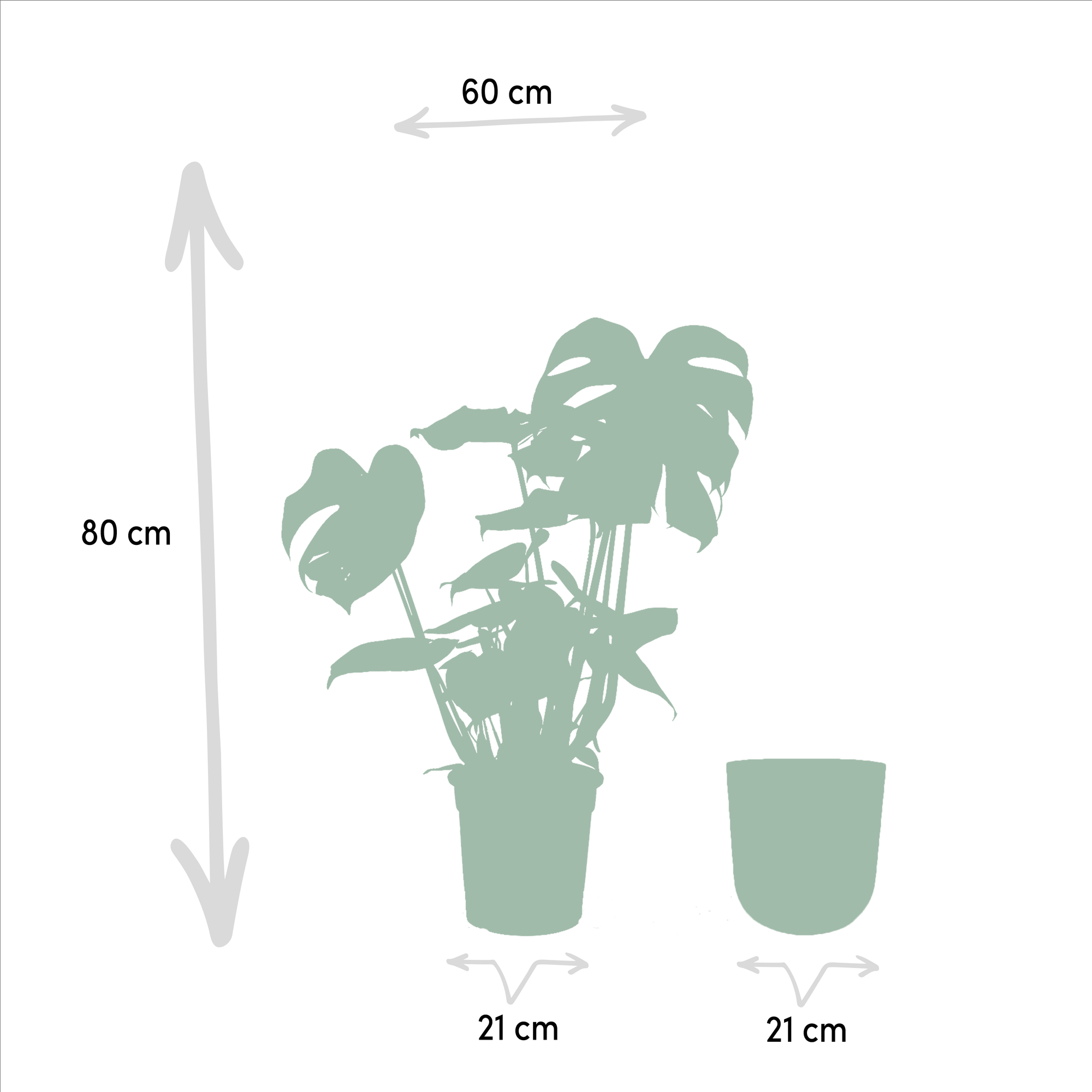 Monstera Deliciosa + Topf Mayk Gold - ↨80cm - Ø21cm