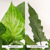Alocasia Set: Cucullata & Lauterbachiana, Ø19cm, Ø19cm Bild 3