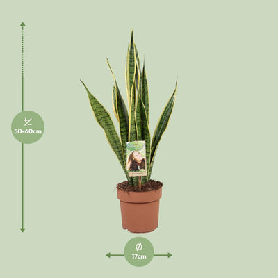 Sansevieria Trifasciata Laurentii - Ø17cm - ↕60cm - Pflegeleicht & Luftreinigend