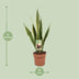 Sansevieria Trifasciata Laurentii - Ø17cm - ↕60cm - Easy Care & Air-Purifying Bild 2