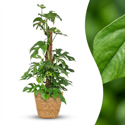 Green boutiQ Mini Fensterblatt (Monstera Minima) mit Moosstab, 90cm