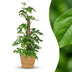 Green boutiQ Mini Monstera (Monstera Minima) with Moss Pole, 90cm Bild 1