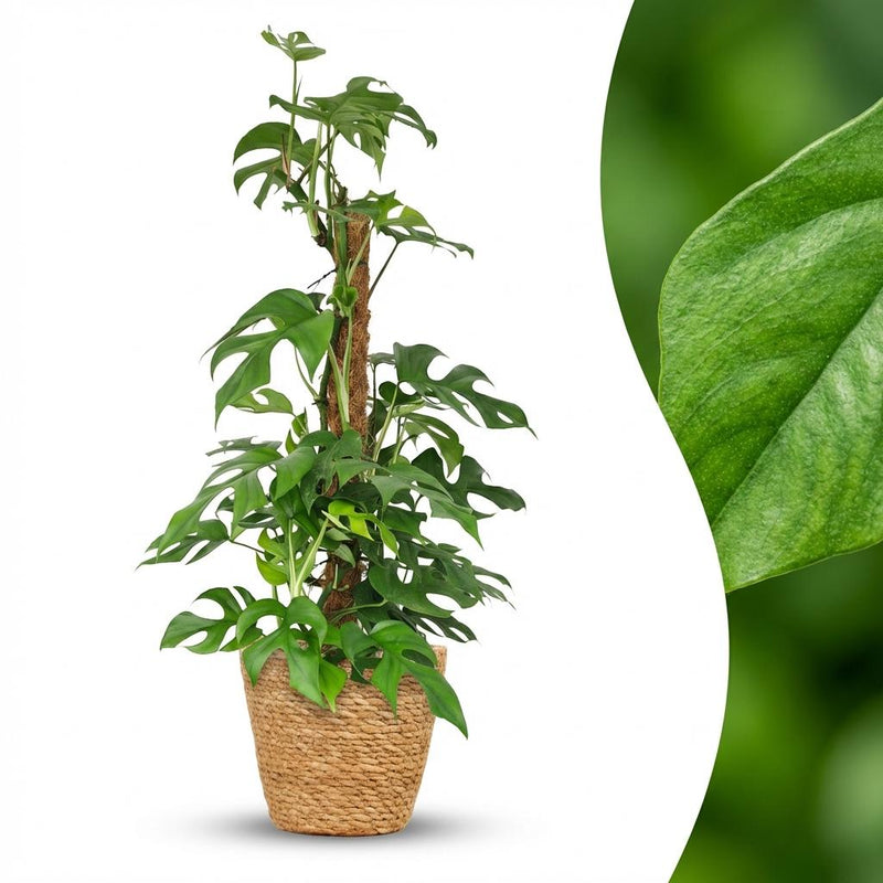 Green boutiQ Mini Monstera (Monstera Minima) with Moss Pole, 90cm