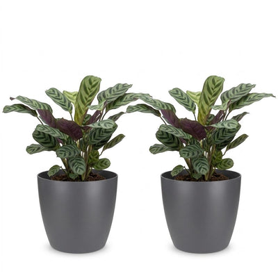 Green boutiQ - Ctenanthe Burle Marxii - Herringbone Prayer Plant - 2 Plants - with Potter Grijs - Pot 12cm - Height - 30cm
