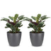 Green boutiQ - Ctenanthe Burle Marxii - Fischgräten-Gebetspflanze - 2 Pflanzen - mit Potter Grijs - Topf 12cm - Höhe - 30cm Bild 2