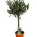 Olivenbaum 'auf Stamm' Ø15cm, H60cm - Mediterranes Flair für Ihr Zuhause Bild 1