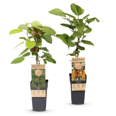 Kiwi Pflanze: Actinidia Weiki & Hayward (1m/1w) - Topf 15cm, 50cm