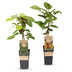 Kiwi Pflanze: Actinidia Weiki & Hayward (1m/1w) - Topf 15cm, 50cm Bild 2