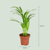 4x Goldfruchtpalme (Dypsis Lutescens) Ø 12cm, Höhe 40cm Bild 2
