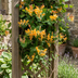 6x Lonicera tellmanniana Geißblatt Orange Gelb 9cm Ø 35cm Bild 4