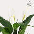 Künstliche Spathiphyllum (Einblatt) 90cm – Pflegeleichte Zimmerpflanze Bild 2