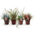 GreenboutiQ Ziergräser-Set: 4 immergrüne Pflanzen für bunte Gärten Bild 2