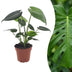 Green boutiQ - Monstera Deliciosa - Fensterblatt - 1 Plant - Pot 12cm - Hoogte - 30cm Bild 1