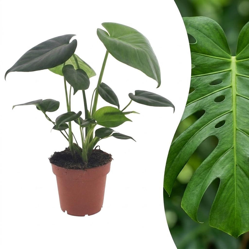 Green boutiQ - Monstera Deliciosa - Fensterblatt - 1 Plant - Pot 12cm - Hoogte - 30cm