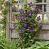 Clematis 'Polish Spirit' - 2 Kletterpflanzen, rosa Blüte, pflegeleicht Bild 5