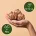 GreenboutiQ Daffodil Bulbs Yellow - 40 pieces, Size 10/12 - Robust Perennial Bild 3